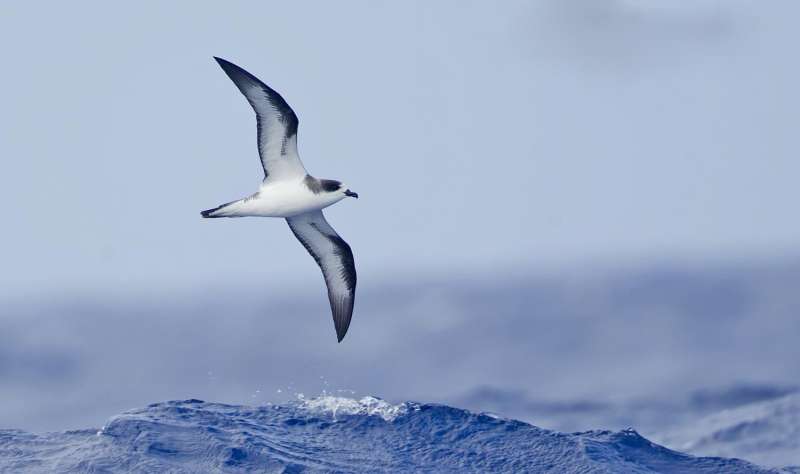 Seabird bones, fossils reveal broad food-web shift in North Pacific