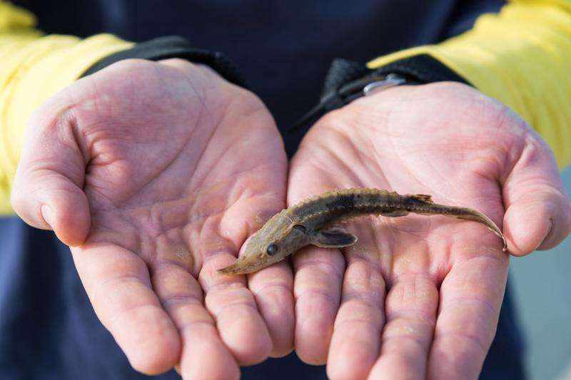 Searching for young lake sturgeon near Detroit-area spawning reefs
