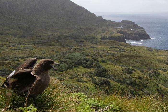 Seed conservation in the remote South Atlantic