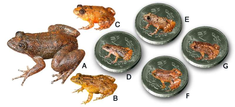 Seven new species of night frogs from India including 4 miniature forms