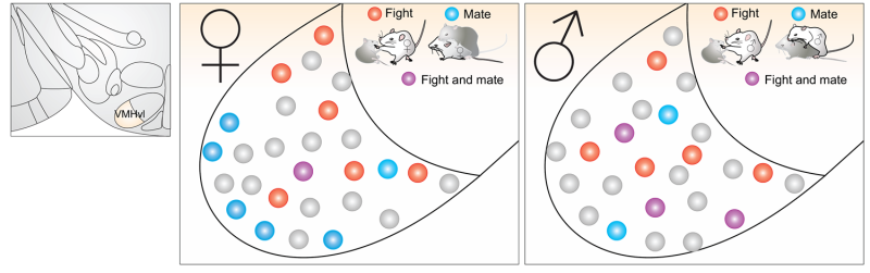 Sex and aggression controlled separately in female animal brains, but overlap in male brains