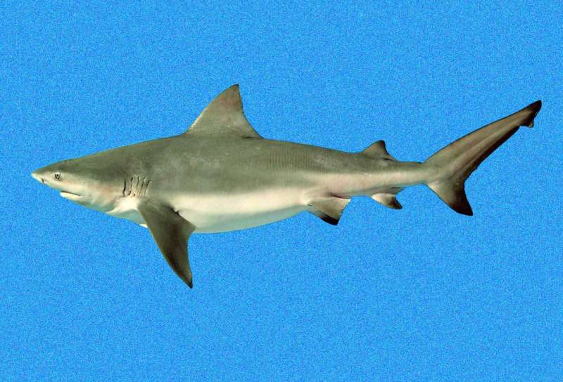 Shark scavenging helps reveal clues about human remains