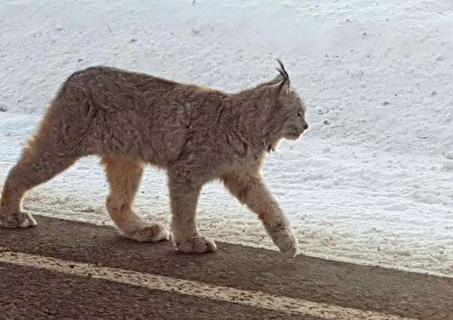 Ski-run surprise: Lynx stroll past crowds in rare sightings