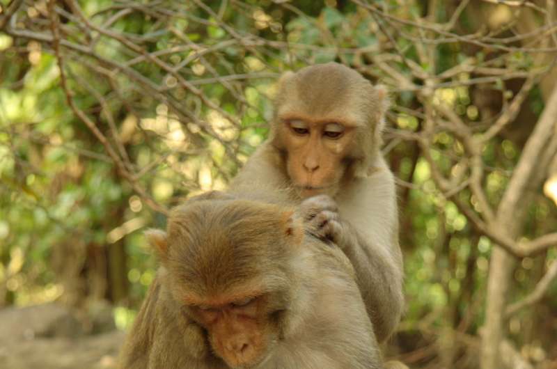 Some monkeys prone to isolation