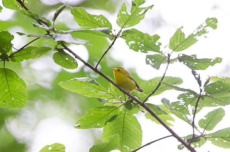 Songbirds divorce, flee, fail to reproduce due to suburban sprawl