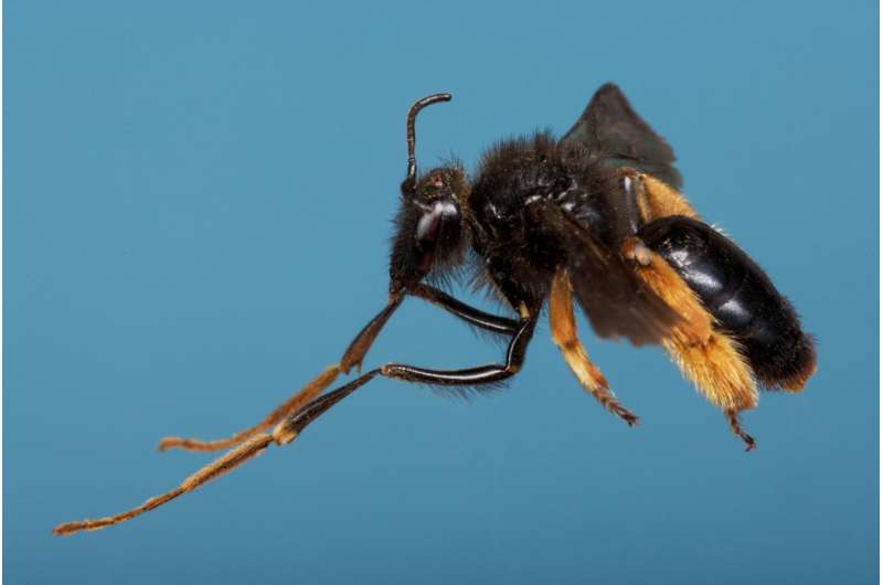 South Africa's long-legged bees adapted to pollinate snapdragon flowers