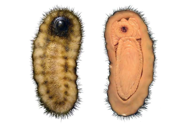 Spiny, armored slug reveals ancestry of molluscs