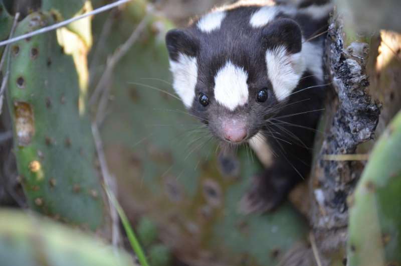 Spotted skunk evolution driven by climate change