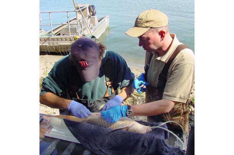 Statistical modeling helps fisheries managers remove invasive species