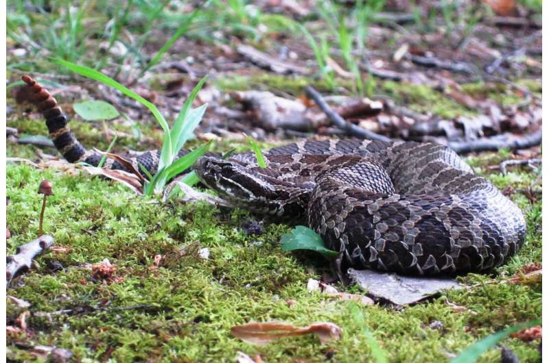 Study examines life history of imperiled rattlesnake