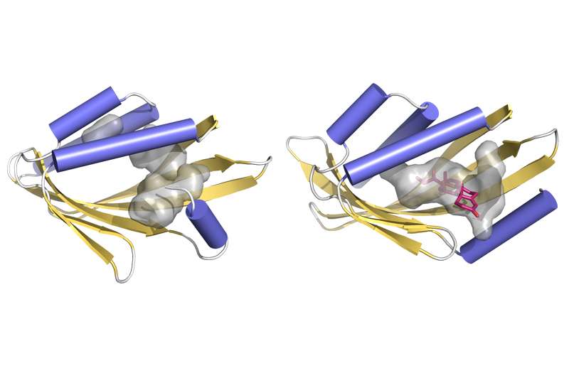 Study reveals way to design key protein-binding structures