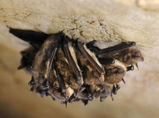 Study: Some bats showing resistance to deadly fungus