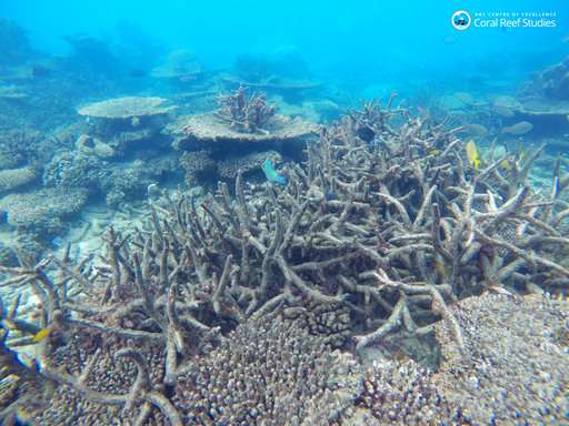 Study: Stopping global warming only way to save coral reefs