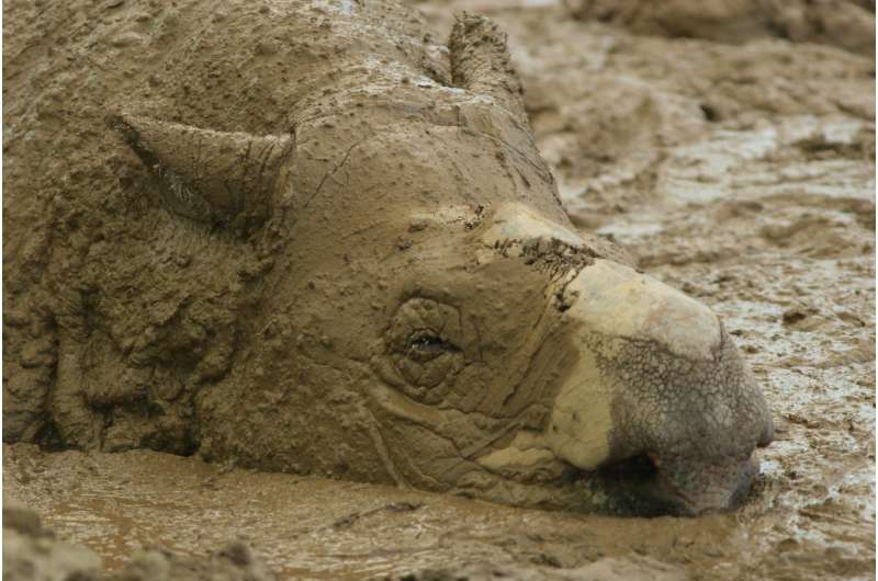 Sumatran rhinos never recovered from losses during the Pleistocene, genome evidence shows