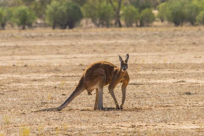 Surprise in the kangaroo family tree – an outsider is a close relative, after all