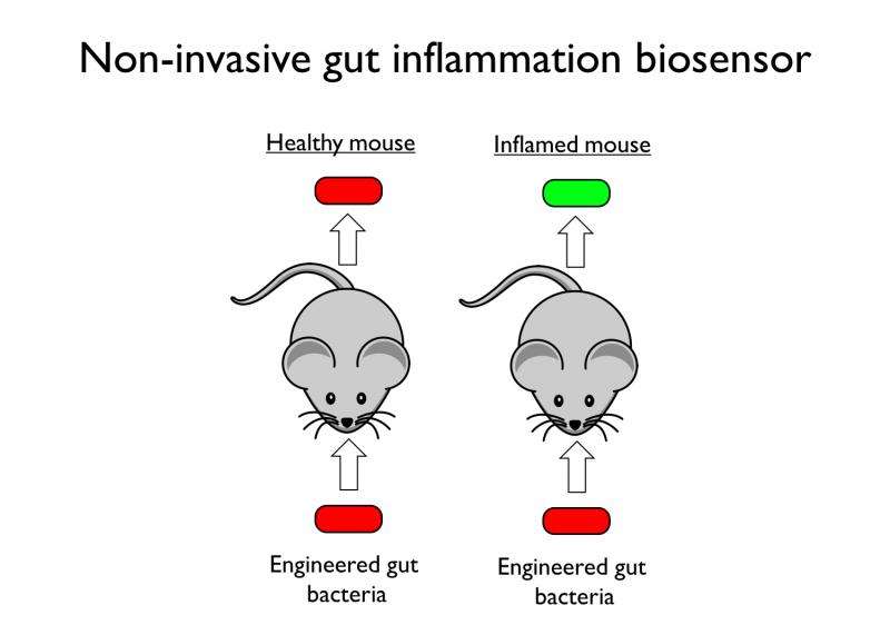 Synthetic biologists engineer inflammation-sensing gut bacteria