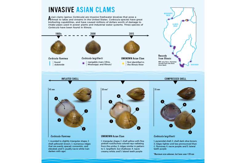 Team discovers a new invasive clam in the US