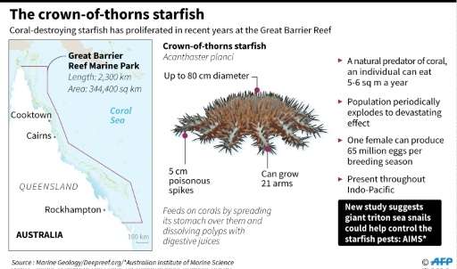 The crown-of-thorns starfish
