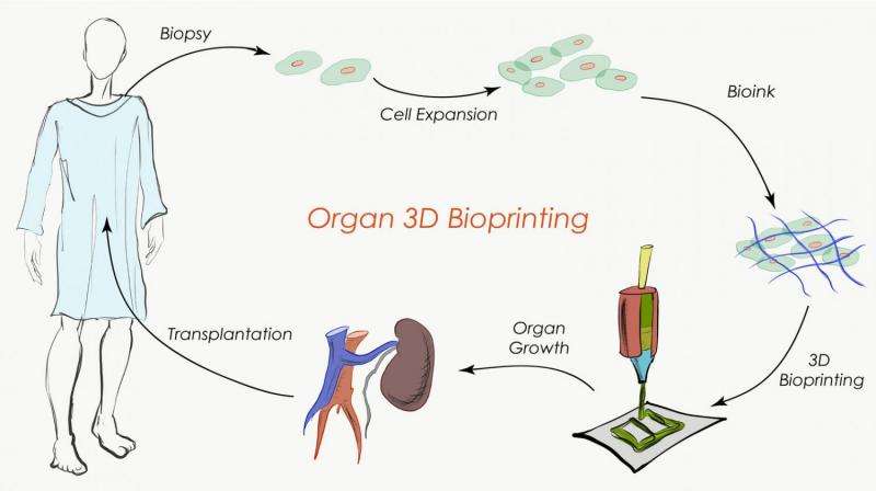 The next pharmaceutical revolution could be 3D bioprinted