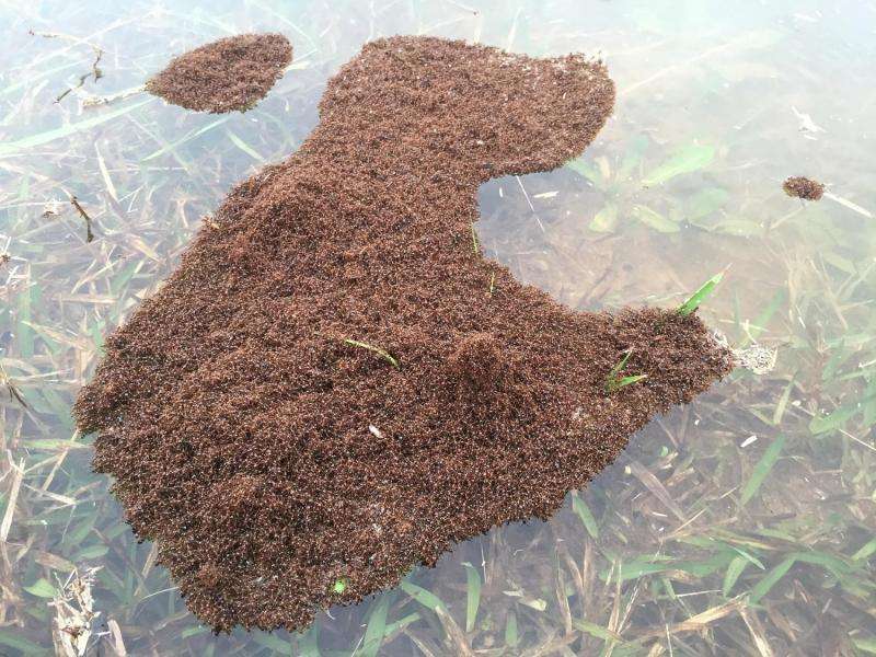 The science behind those fire-ant rafts