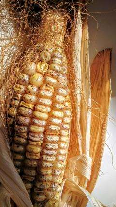 Tracking down the jumping genes of maize