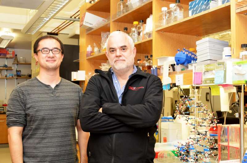 TSRI scientists create first stable semisynthetic organism