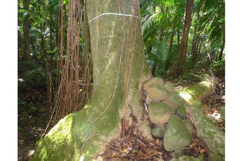 Two Caribbean bird-catcher trees named after 2 women with overlooked botanical works