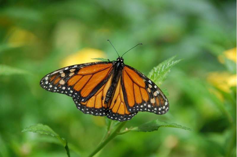 University of Guelph researchers identify monarch butterfly birthplaces to help conserve species