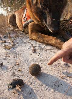 Using dogs to find cats—overcoming the challenges of tracking cheetahs