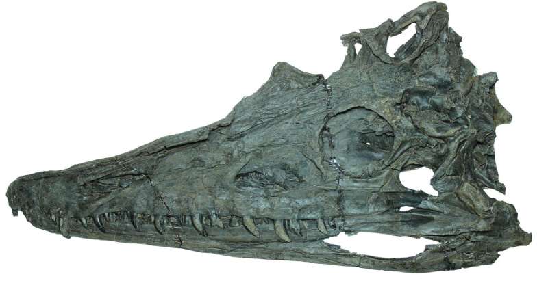 Virginia Tech researchers fill critical gap in fossil record of Chinese phytosaurs