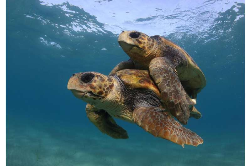 Warming temperatures threaten sea turtles