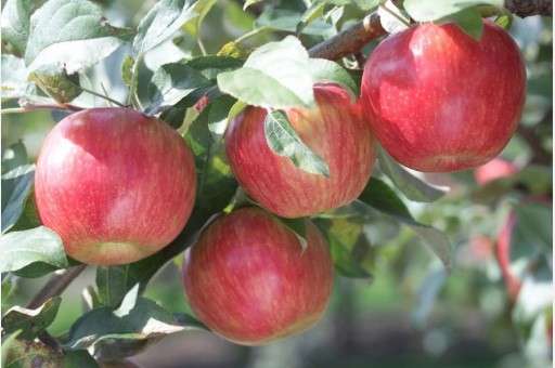 Warm winter has put state’s apple crop at risk, expert warns