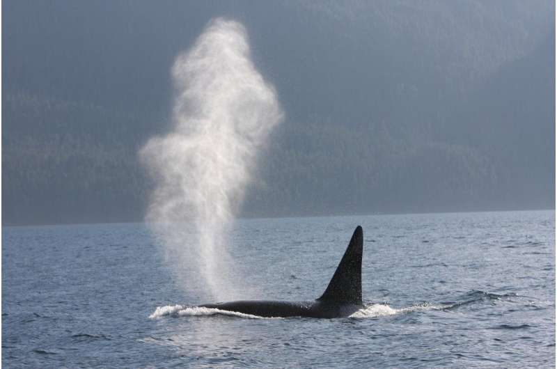Weak social ties a killer for male whales