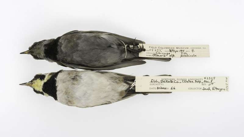 What soot-covered, hundred-year-old birds can tell us about saving the environment