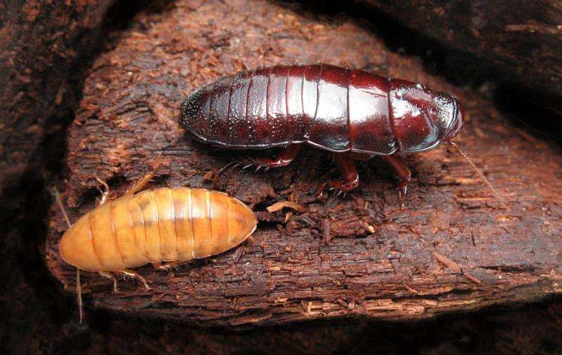 Why cockroaches and termites are great parents