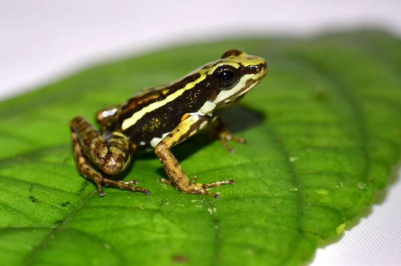Why poison frogs don't poison themselves