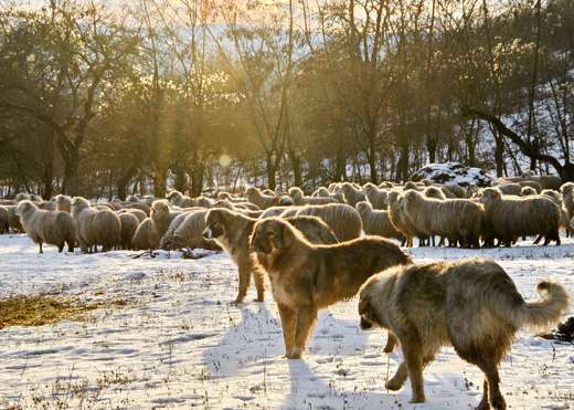 Working with wolves – sheepdog puppies join new flock