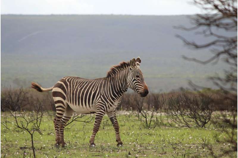Zebra 'poo science' improves conservation efforts
