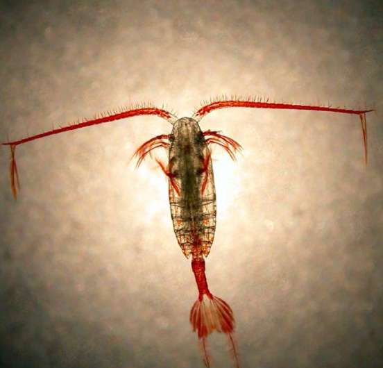 Zooplankton resilient to long-term warming