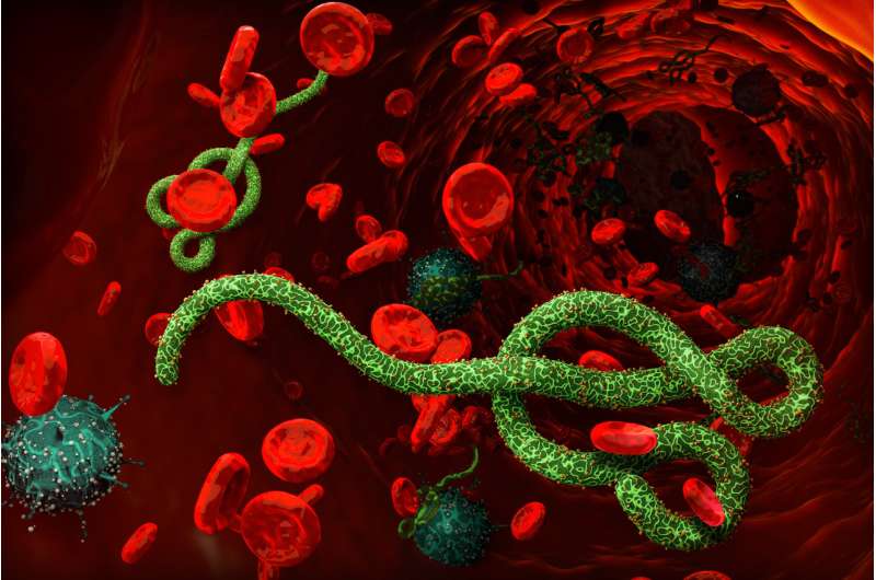 Breakthrough in rapid, mass screening for the Ebola virus
