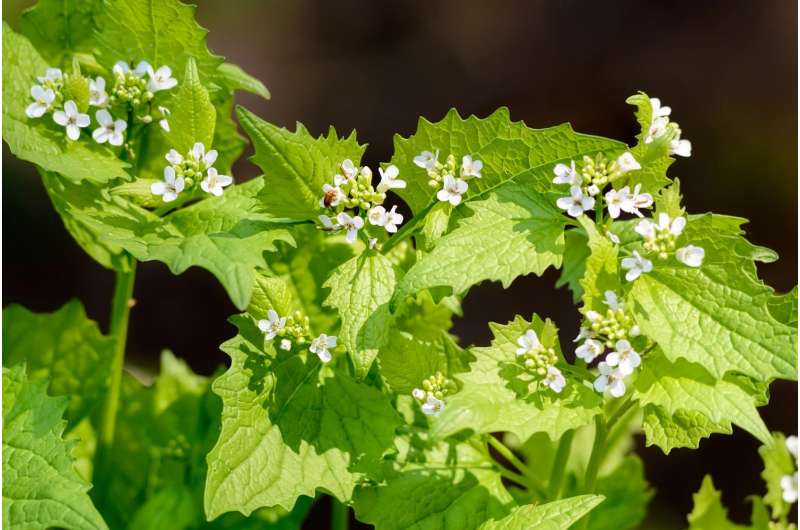 Climate change puts invasive plants on the move