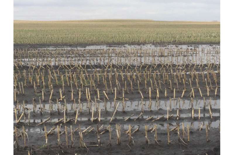 New study finds timing is key in keeping organic matter in wet soils