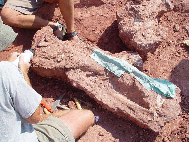 Paleontologists discover new species of sauropod dinosaur in Tanzania