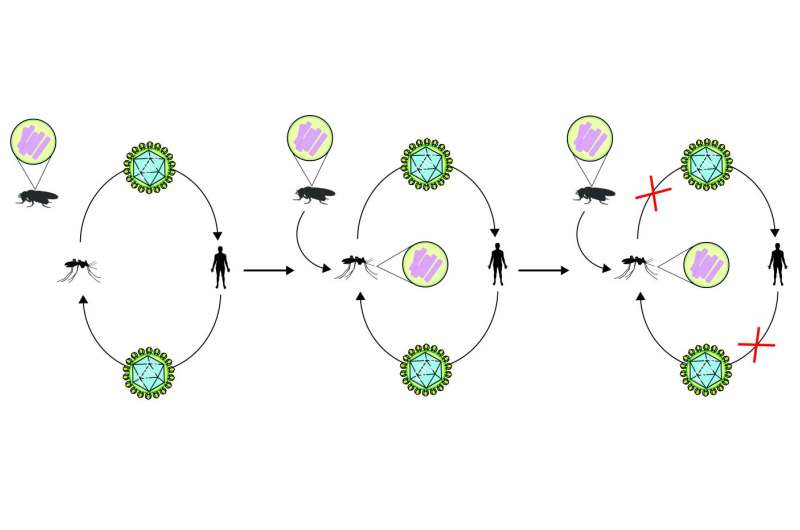 Scientists reveal mechanism behind mosquito-borne-disease 'blocker' used to fight viruses