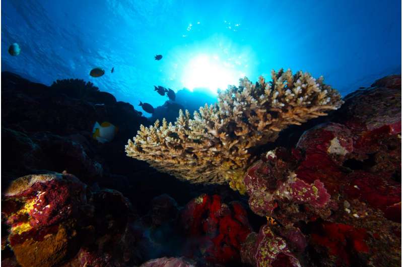 2017 American Samoa deep-sea expedition to reveal wonders of unexplored ecosystem