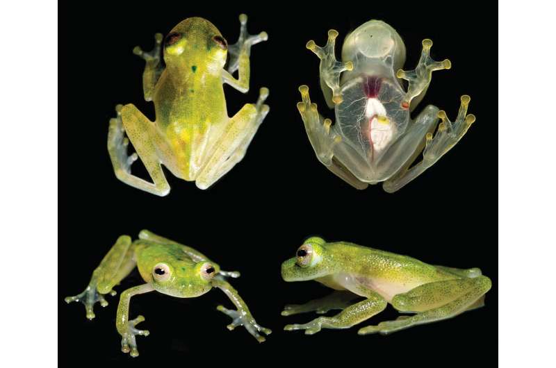 New species of frog from the Neotropics carries its heart on its skin
