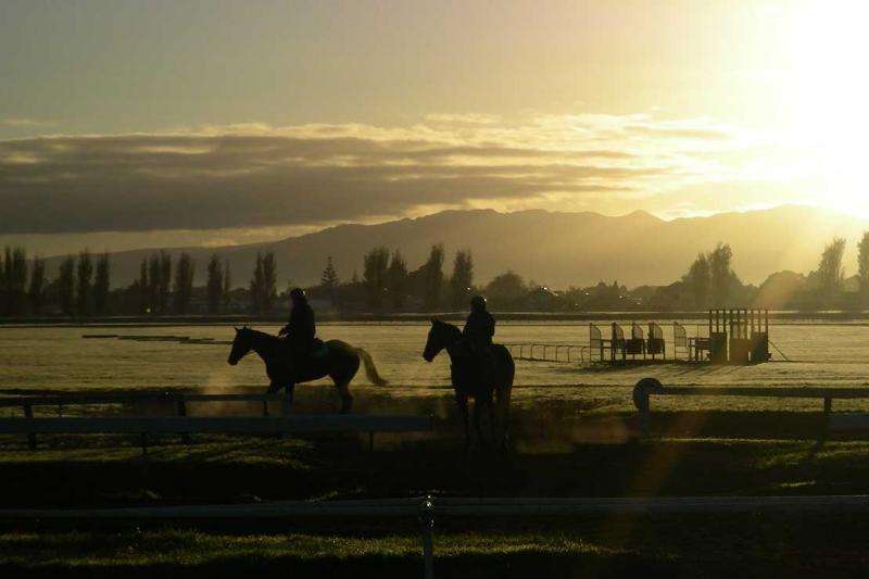 Research shows lower injury rates in New Zealand racehorses