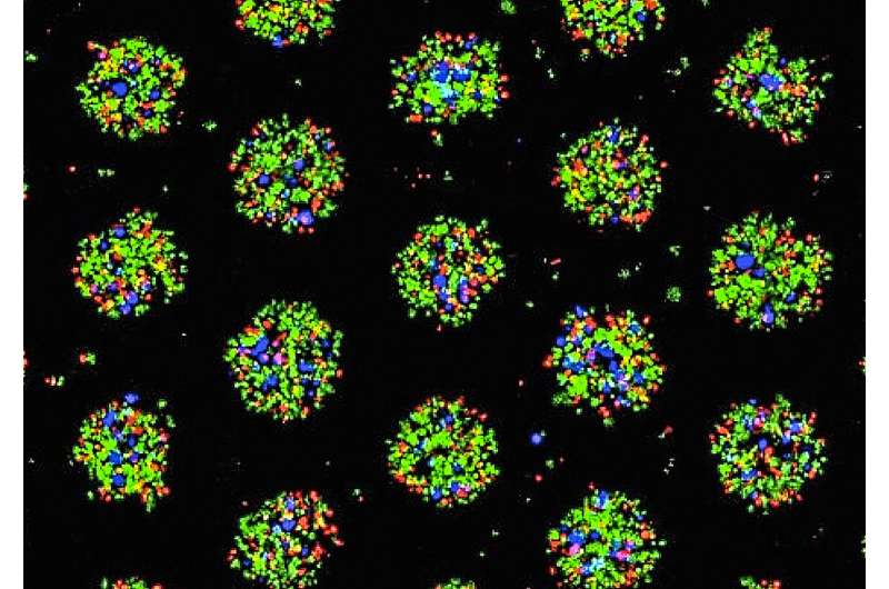 Scientists create successful mass production system for bioengineered livers