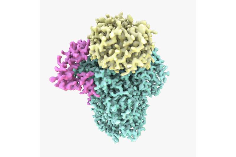 Scientists unveil structure of protein critical for gene expression
