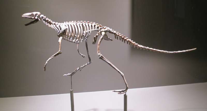 Researchers investigate evolution of bipedalism in ancient dinosaur ancestors